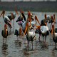 Photo of Painted Stork