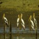 Photo of Painted Stork