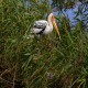 Photo of Painted Stork