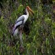 Photo of Painted Stork