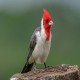 Photo of Red-crested Cardinal