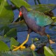 Photo of Purple Gallinule