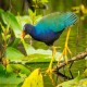 Photo of Purple Gallinule