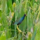 Photo of Purple Gallinule