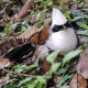 Photo of White-crested Laughingthrush