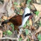 Photo of White-crested Laughingthrush
