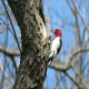 Photo of Red-headed Woodpecker