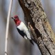 Photo of Red-headed Woodpecker