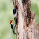 Photo of Red-headed Woodpecker