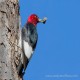 Photo of Red-headed Woodpecker