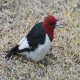 Photo of Red-headed Woodpecker