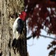 Photo of Red-headed Woodpecker