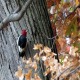 Photo of Red-headed Woodpecker