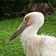 Photo of Maguari Stork
