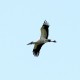 Photo of Maguari Stork