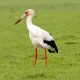 Photo of Maguari Stork