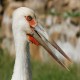 Photo of Maguari Stork
