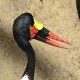 Photo of Saddle-billed Stork