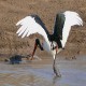 Photo of Saddle-billed Stork