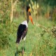 Photo of Saddle-billed Stork