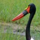Photo of Saddle-billed Stork