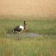 Photo of Saddle-billed Stork