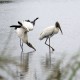 Photo of Wood Stork