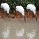 Photo of Wood Stork