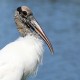Photo of Wood Stork