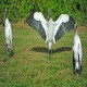 Photo of Wood Stork