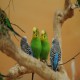 Photo of Budgerigar