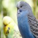 Photo of Budgerigar