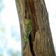 Photo of Budgerigar