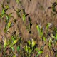 Photo of Budgerigar