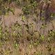 Photo of Budgerigar