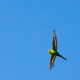 Photo of Budgerigar