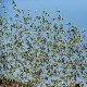 Photo of Budgerigar