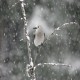 Photo of Clark's Nutcracker