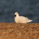 Photo of Iceland Gull