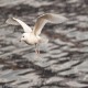 Photo of Iceland Gull