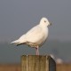 Photo of Iceland Gull