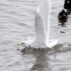 Photo of Iceland Gull