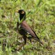 Photo of Common Myna