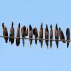 Photo of Common Myna