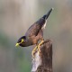 Photo of Common Myna