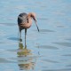 Photo of Reddish Egret