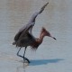 Photo of Reddish Egret