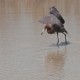 Photo of Reddish Egret