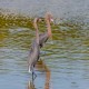 Photo of Reddish Egret