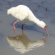Photo of African Spoonbill